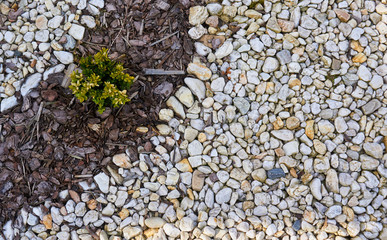 Single shrub surrounded by pebbles and paving stones