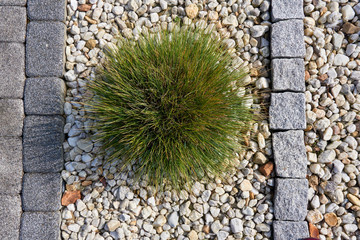 Single shrub surrounded by pebbles and paving stones, photographed von above   