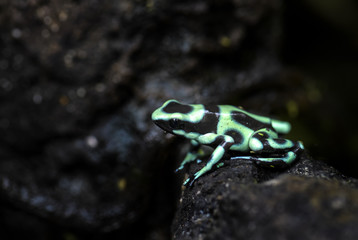 Dart Poison Frog - Dendrobates auratus, green and black frog from Cental America forest, Costa Rica.
