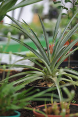 Fototapeta premium Pineapple blossom