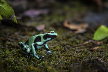 Dart Poison Frog - Dendrobates auratus, green and black frog from Cental America forest, Costa Rica.