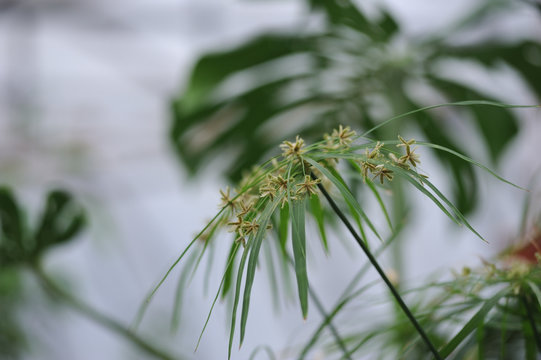 Tsiperus blossom