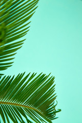 Summer green palm leave background