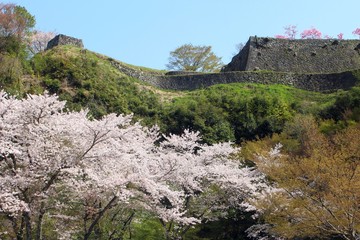 桜と岡城跡の石垣