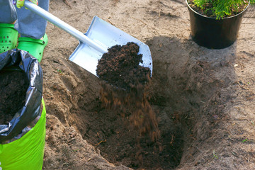 Planting plants step by step / ornamental shrub - peat fertilization - obrazy, fototapety, plakaty