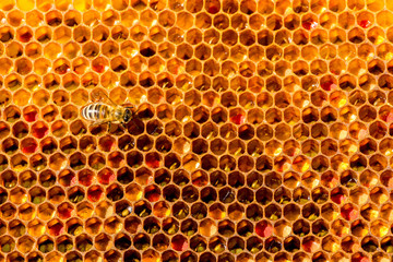 closeup of bees on honeycomb in apiary