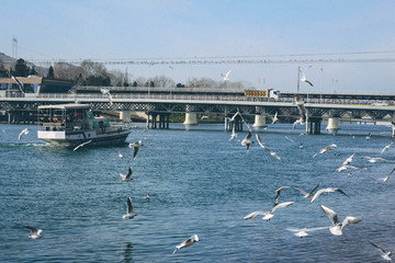 White seagulls in the sky against a background of blue sea. Sea birds. Summer. Fly. Space for text.