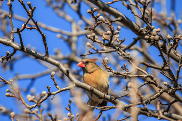 A female Northern Cardinal (Cardinalis cardinalis) perched in a tree.