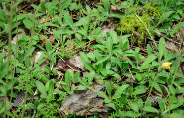 hawkweed meadow