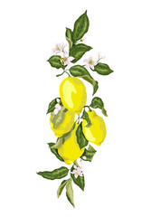 Citrus fruit branch with blooming flowers and lemons. Juicy green leaves with flowersr of pink tone colors