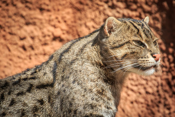 A Fishing Cat (Prionailurus viverrinus) portrait