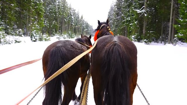 Horses run with bells in winter