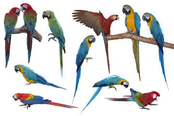 Big set of macaw isolated on white background