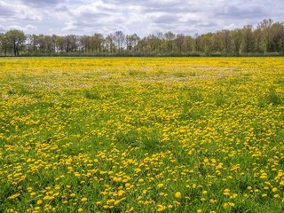 Obraz premium Yellow grassland with many dandelions and tree border.