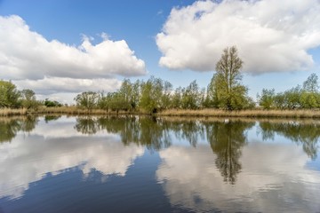 Wetland in Oostvaardersplassen, the Netherlands, blue sky with white clouds and nice reflection in water