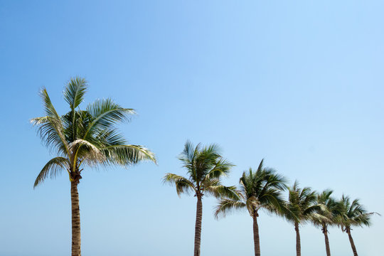 The view on the palm trees on a background of a blue sky.
