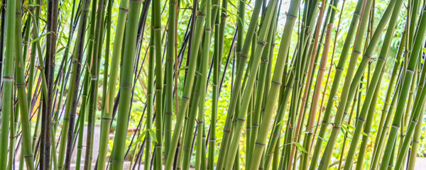 Fototapeta premium Green bamboos panoramic background