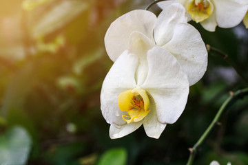 Fototapeta na wymiar Orchid flower in garden at winter or spring day agriculture idea concept design. Phalaenopsis Orchid.