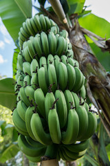 bunch of bananas grow on trees in organic farming gardens.