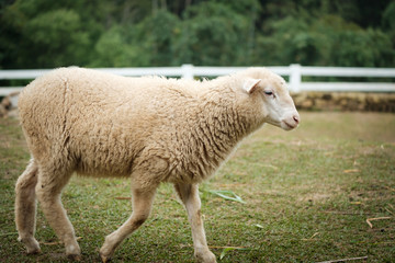 Cute funny happy sheep at outdoor garden nature field valley