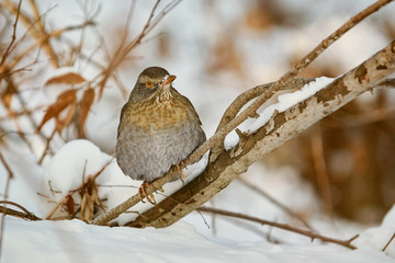 Thrush on the Brunch