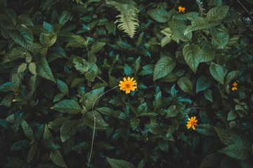 Close up of Yellow Flower Isolated with Foliage Background