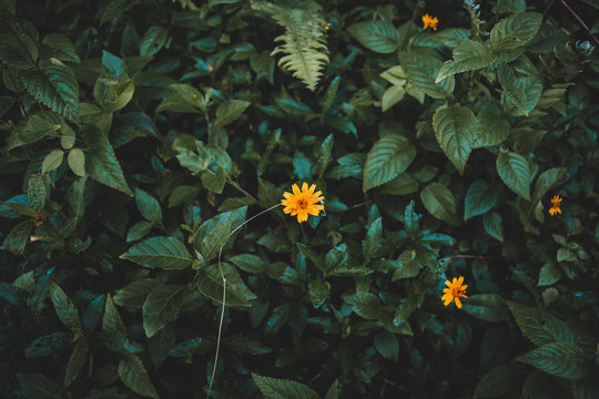 Close up of Yellow Flower Isolated with Foliage Background