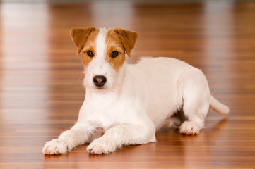 Parson Russel Terrier liegt im Wohnzimmer