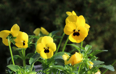 Yellow viola at spring in the garden.Flowers pansies bright yellow colors with a dark mid-closeup .Healthy and edible flowers.