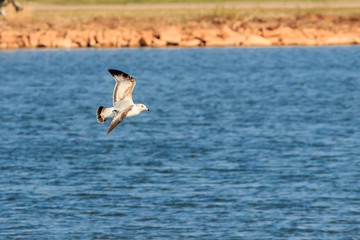 Fototapeta na wymiar Ring billed gull (Larus delawarensis) in flight