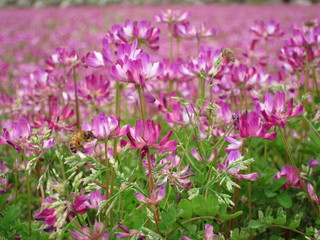 Fototapeta premium 蓮華畑とミツバチ