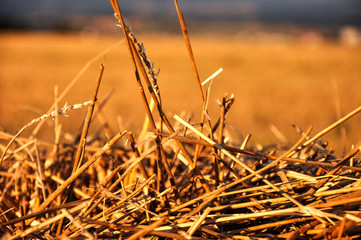 Fototapeta premium wheat