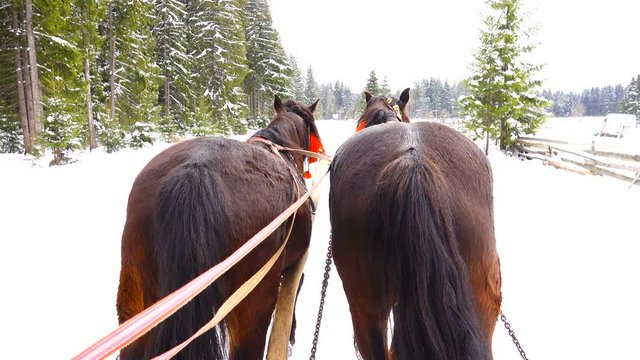 Running horses with bells in winter