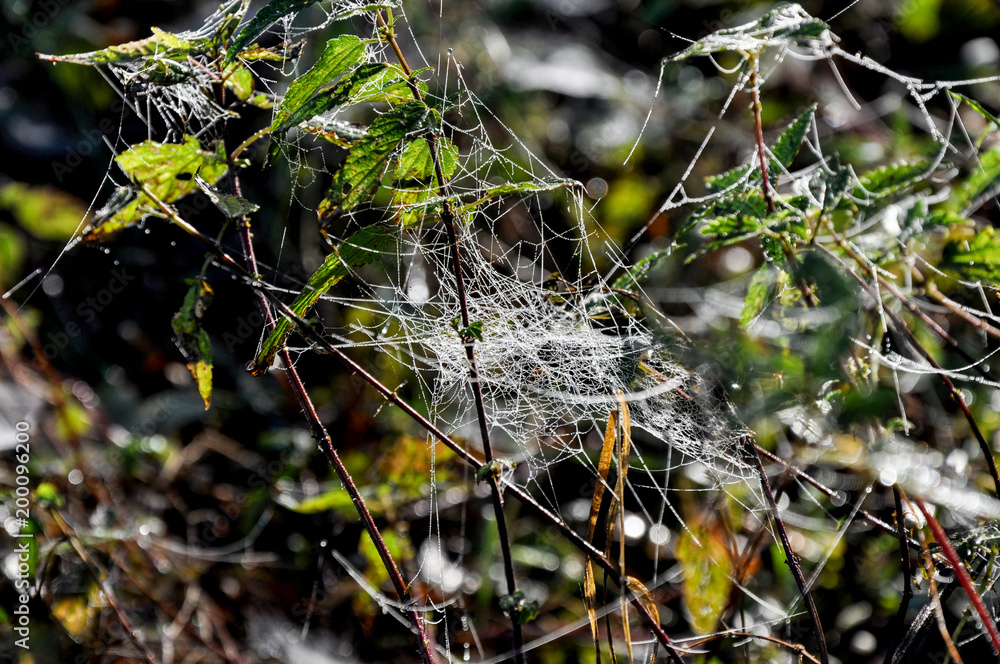 Wall mural spider web covered by dew