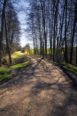 Obraz premium Forest view to the rural countryside in spring