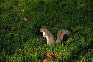 squirrel