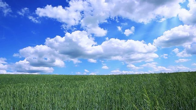 Green barley field and sky.