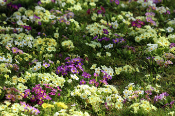 Bunte Primeln auf einer Wiese