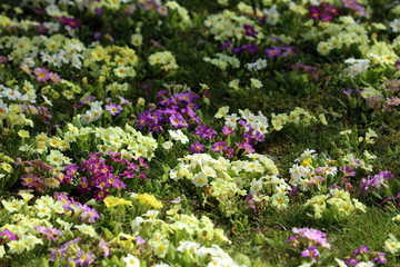 Bunte Primeln auf einer Wiese