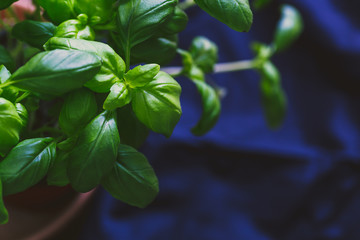 macro shot of basil plants shot at shallow depth of field