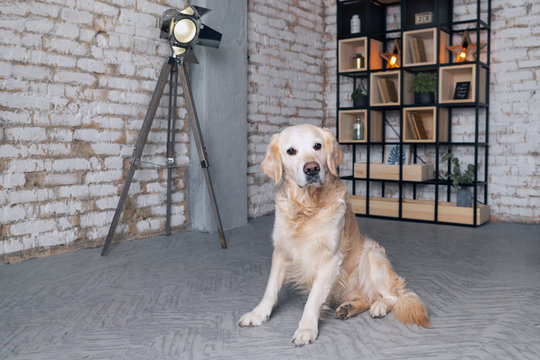 Golden retriever puppy dog in loft modern room photo studio interior with source lamp, library bookshelf behind brick wall.  Art work business pets friendly space concept. Vintage  toned background.