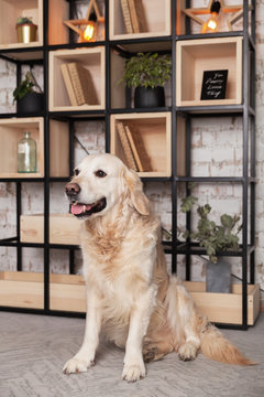 Happy golden retriever puppy dog in loft modern living room photo studio interior with library bookshelf behind vintage brick wall.  Art work business pets friendly space concept.