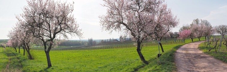 Fototapeta premium Panorama Pfalz