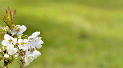 Obraz premium white flowers of fruit tree on green background