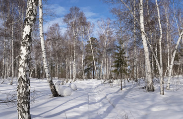 A sunny day in a snow-covered forest.