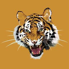 Fototapeta na wymiar Vector head of a tiger.
