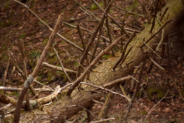 Fallen tree with tangled branches. 