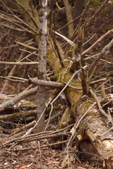 Fallen tree with tangled branches. 