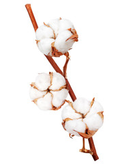 Branch of cotton plant isolated on white background