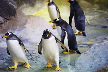 Пингвин.
Этот вид пингвинов отличается белым пятном из перьев возле глаз. - obrazy, fototapety, plakaty